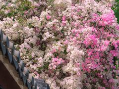 -深圳国际园林花卉博览园