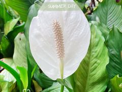 -华南国家植物园-售票处