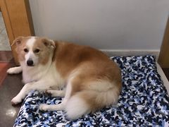 -创凡宠物医院·骨专科  猫科中心(西乡分院)