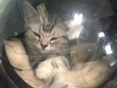 -纳吉亚猫专科动物诊疗中心(蒋宅口分院)