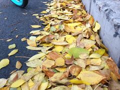 -三里屯东五街银杏大道