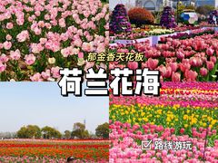 -荷兰花海
