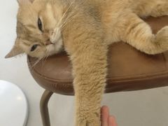 -共舞时光猫咖·狗咖(新街口店)