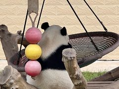 -石家庄市动物园