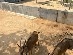 -西霞口神雕山野生动物世界