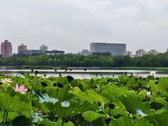 -莲花池公园