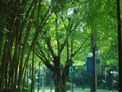 -晓港公园