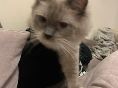 -喵百万·布偶·蓝金金渐层英短·猫舍(百子湾店)