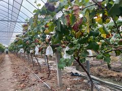 -马陆小张葡萄园农家乐