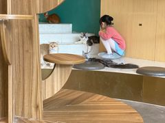 -飞行喵MR PILOT|猫舍·猫咖(静安大融城店)