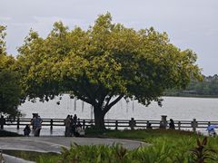 -海珠湖公园