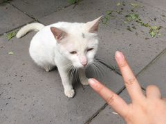 -竹吟山房