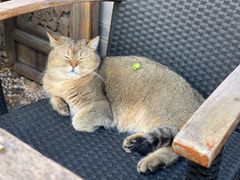 -喵屿·大理花园猫咖