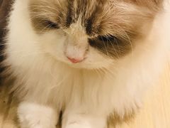 -momokira米努特·德文卷毛猫·棉花面纱犬