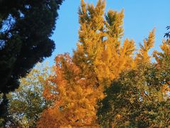 -泰州凤城河风景区-泰山公园