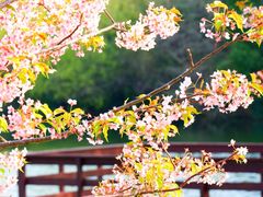 -新江湾城公园