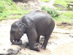 -Elephant Care & Grand Canyon Jumping