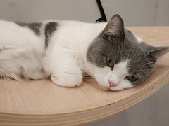 -飞行喵MR PILOT|猫舍·猫咖(静安大融城店)