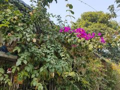 -南宁良凤江国家森林公园