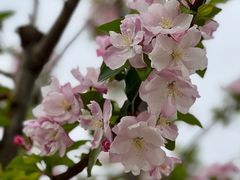 -海棠花溪(元大都城垣遗址公园)