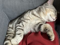 -瑞派·关忠动物医院·异宠专科·犬猫肿瘤·皮肤专科(望京店)
