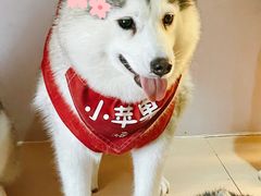 -Husky Go! 哈士奇体验馆·宠物咖啡厅狗咖