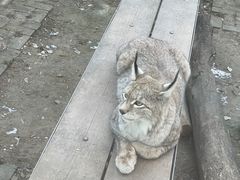 -青藏高原野生动物园
