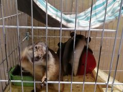 -猫色咖啡·猫咖