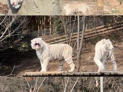 -宁波野生动物园