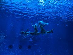 演出-上海海昌海洋公园