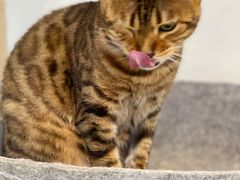 -Heymao猫咖.咖啡厅(东门店)