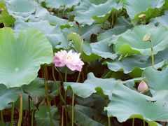 -荷塘月色湿地公园·向阳花洲