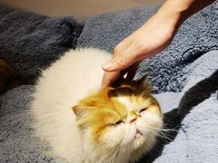 -有猫主题·治愈系猫咖(曾厝垵店)