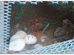 鸭蛋-丫丫蟹庄·苏式园林农家乐·阳澄湖大闸蟹(阳澄湖莲花岛店)