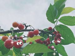 -樱桃山旅游景区