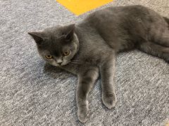 -米宠家·撸猫猫咖小萌宠·猫咪洗澡·猫咪寄养(高新大都荟店)