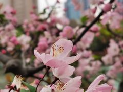 -新虹桥中心花园