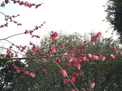 -无锡梅园公园
