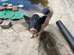 -北京鹿世界主题园