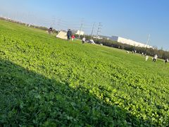 -苏州太湖西山岛开心农场