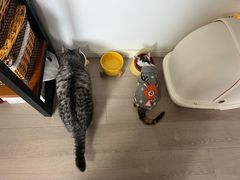 -momokira米努特·德文卷毛猫·棉花面纱犬