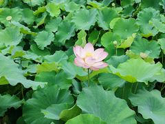 -四川大学(华西校区)