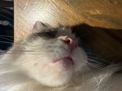 -猫猫幼稚园·撸猫·桌游·电玩