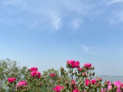 -上海滨江森林公园