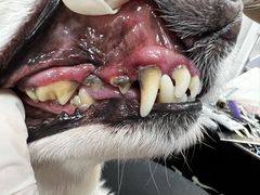 -宠福鑫康馨动物医院·骨科·眼科