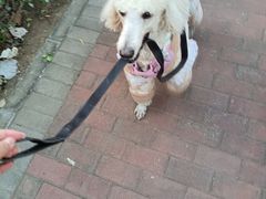 -阳阳中国饭(北京荟聚店)