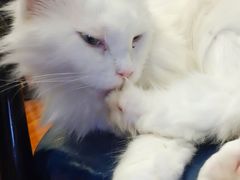 -猫小院猫主题咖啡厅(北锣店)