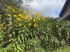 -北马山庄植趣咖啡