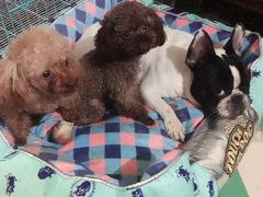 -多卡布奇宠物生活馆(上林世家店)