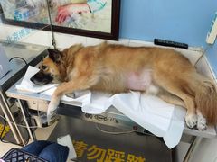 -北京博爱动物医院有限公司